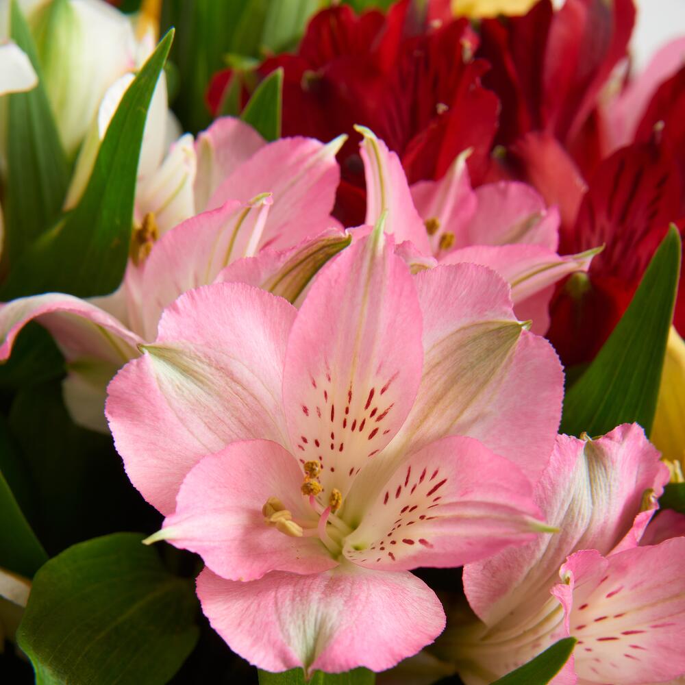 Букет «Рассвет» из разноцветных альстромерий Заозерный Красноярский край